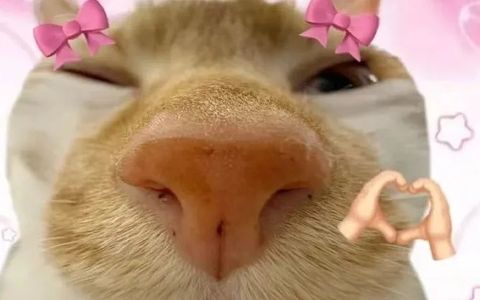 拼多多点击提升的核心关键是这几点！