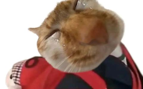 新手开店，想要赚钱？选品四个思路！