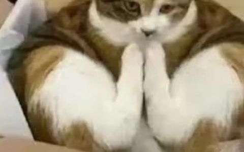 上个拼多多的活动总是被驳回？原因？