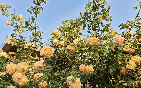 淘宝店铺报名什么免费活动好？