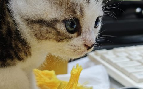 对于专营店品牌拓展新路径有什么建议？