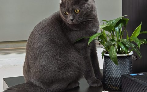 淘宝店铺限制的解决办法有什么？