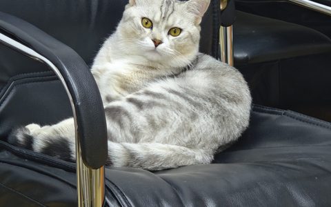 淘宝客怎么采集同行的商品到自己的店铺？