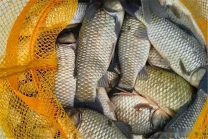 钓鱼永不空军！老手打死不说，新手必学的8个核心技巧