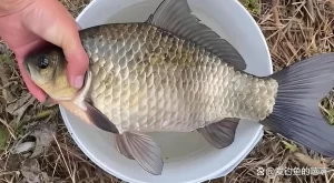 从零开始学钓鱼！掌握基础技巧、快速提高钓获率，轻松吸引大鱼！