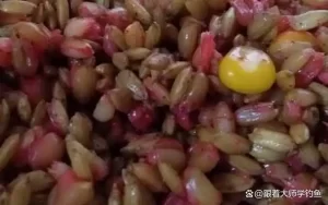 野钓用什么饵料最好？用这几种饵料野钓，大鲫大鲤连竿上不停！