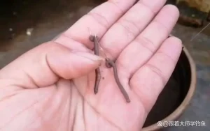 野钓用什么饵料最好？用这几种饵料野钓，大鲫大鲤连竿上不停！