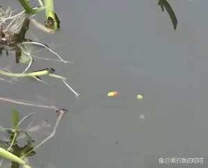 从零开始学钓鱼！掌握基础技巧、快速提高钓获率，轻松吸引大鱼！