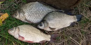 钓鱼永不空军！老手打死不说，新手必学的8个核心技巧