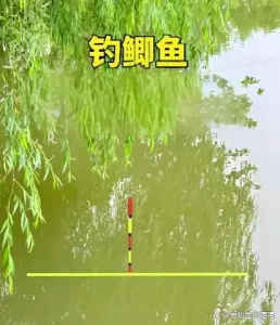 从零开始学钓鱼！掌握基础技巧、快速提高钓获率，轻松吸引大鱼！