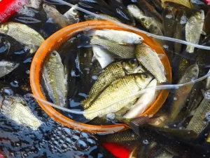 钓鱼永不空军！老手打死不说，新手必学的8个核心技巧