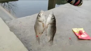 钓鱼永不空军！老手打死不说，新手必学的8个核心技巧