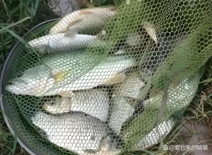 从零开始学钓鱼！掌握基础技巧、快速提高钓获率，轻松吸引大鱼！