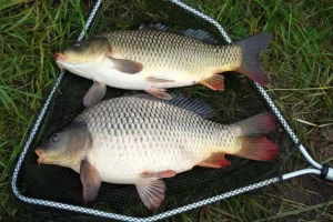 钓鱼永不空军！老手打死不说，新手必学的8个核心技巧