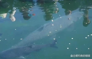 从零开始学钓鱼！掌握基础技巧、快速提高钓获率，轻松吸引大鱼！