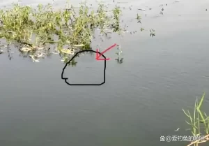 从零开始学钓鱼！掌握基础技巧、快速提高钓获率，轻松吸引大鱼！