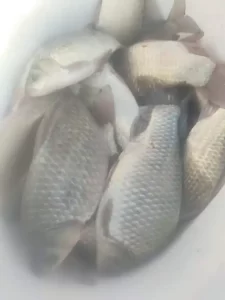 春季野钓饵料这样用，把隔壁打闭口，爆护配方公布