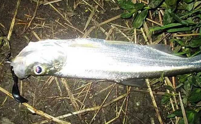 7d8f0f0aafdf22d078b2d4c7868c8794