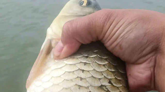 cf01c7439fa4e6ef1e53fd8965c6daee