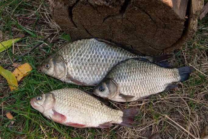 bc328471238490f89d321c16d9f055de