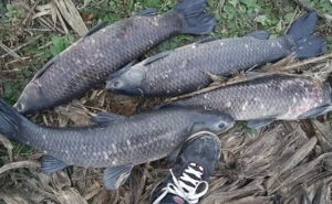 夏季野钓，选钓位的4个思路，别只看地形要注意深浅