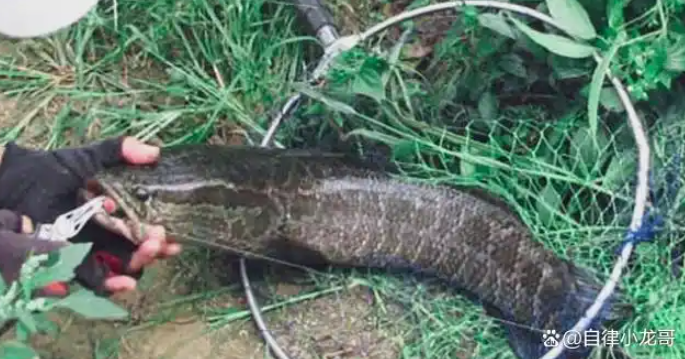 6b23ed5766ebc6817b910fc32149c091