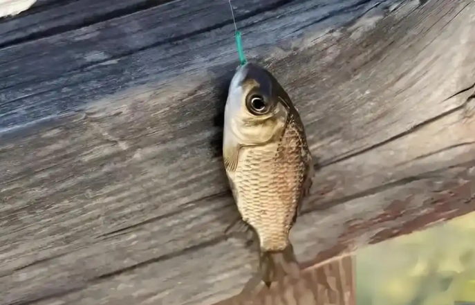 b55f8589dc7b947e89e344aded0deb4e