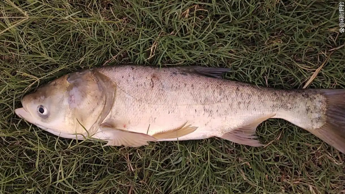 3107bc6e87f3ac7fad12be66264bb52b