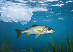 钓友必知，揭秘冬季钓鱼的六大禁忌，避开这些坑轻松爆护！